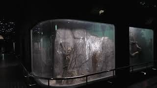 Woodland dormouse (Higashiyama Zoo and Botanical Gardens, Aichi, Japan) July 22, 2021