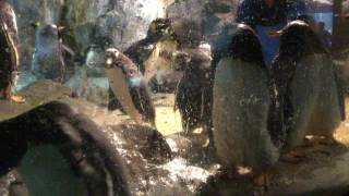 ペンギンたちのご飯タイム2（豊橋総合動植物公園／のんほいパーク） 2017年8月5日