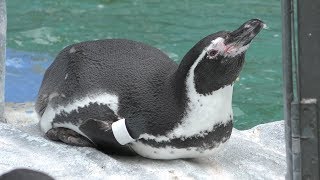 フンボルトペンギン (高岡市古城公園動物園) 2019年8月16日
