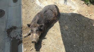 Ryukyu wild boar (Okinawa Zoo & Museum, Okinawa, Japan) May 13, 2019