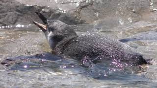 フンボルトペンギンの子ども『サクラ』の泳ぎ練習 (東武動物公園) 2018年5月6日