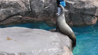 California sea lion (Niigata City Aquarium (MARINEPIA NIHONKAI), Niigata, Japan) April 8, 2019