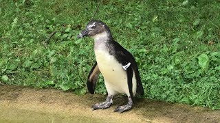African penguin (Nasu Animal Kingdom, Tochigi, Japan) September 14, 2020