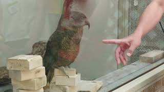 ミヤマオウム (掛川花鳥園) 2022年7月30日