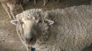 Sheep (Awaji Farm Park England Hill, Hyogo, Japan) March 23, 2019