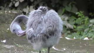 Baby American Flamingo (Ueno Zoological Gardens, Tokyo, Japan) September 24, 2018