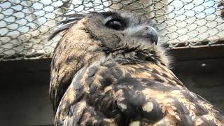 Horned owl (Hamamatsu Zoological Gardens, Shizuoka, Japan) July 25, 2021