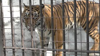 Sumatran tiger (Nogeyama Zoological Gardens, Kanagawa, Japan) December 16, 2017