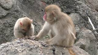 Baby Japanese macaque (MISAKI KOEN Amusement Park, Osaka, Japan) November 4, 2017