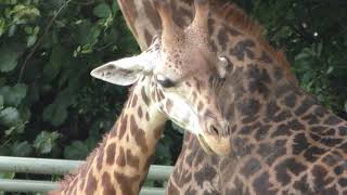 Masai giraffe (Kagoshima City Hirakawa Zoological Park, Kagoshima, Japan) July 29, 2018
