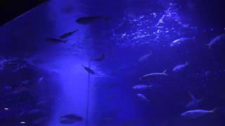群れで泳ぐ魚たち (長崎ペンギン水族館) 2017年12月24日