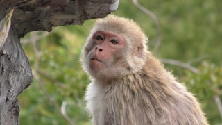 Rhesus macaque (Shunan City Tokuyama Zoo, Yamaguchi, Japan) May 19, 2018