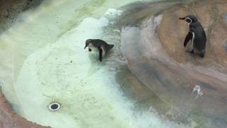 泳ぐに泳げないフンボルトペンギンの赤ちゃん (那須どうぶつ王国) 2017年7月23日