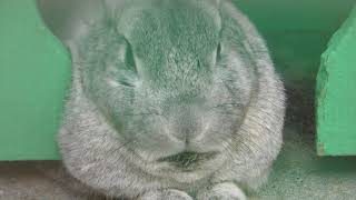 ウサギの『ルシル』 (板橋区立こども動物園 高島平分園) 2018年5月12日