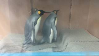 毛づくろいするキングペンギン (東武動物公園) 2017年7月15日