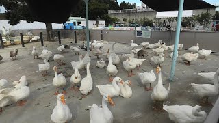 Domestic goose (TOBU ZOO, Saitama, Japan) September 18, 2020