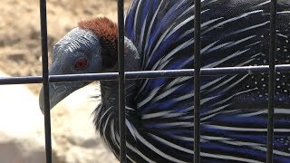 Vulturine guineafowl (Fukuyama City Zoo, Hiroshima, Japan) February 25, 2019