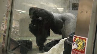 Gorilla Feeding time (Japan Monkey Centre, Aichi, Japan) December 13, 2018