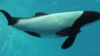 Commerson's Dolphin (TOBA AQUARIUM, Mie, Japan) December 25, 2020