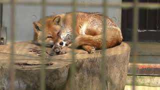 Japanese Red Fox (TOBE ZOOLOGICAL PARK OF EHIME PREF., Ehime, Japan) March 25, 2018