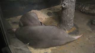 Aardvark (Higashiyama Zoo and Botanical Gardens, Aichi, Japan) July 22, 2021