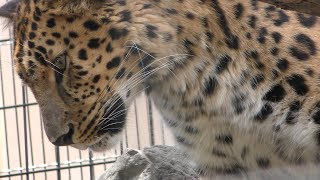 Amur leopard (Asahiyama Zoo, Hokkaido, Japan) June 20, 2019