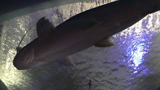 アマゾン館「アマゾンの巨大魚」 (神戸市立須磨海浜水族園) 2018年12月21日