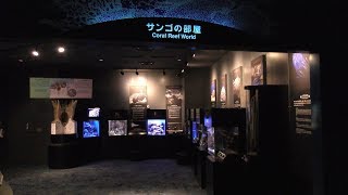 サンゴの部屋 (沖縄美ら海水族館) 2019年5月10日