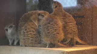 Meerkat (Yokohama Zoological Gardens 