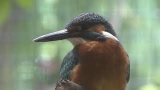 Common Kingfisher (Ueno Zoological Gardens, Tokyo, Japan) July 7, 2018