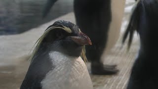 Northern rockhopper penguin (ADVENTURE WORLD, Wakayama, Japan) January 18, 2020