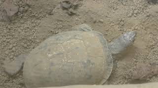 トウブハコガメ　Eastern box turtle