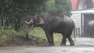 Indian elephant (Yokohama Zoological Gardens 