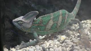 Veiled chameleon (Takeshima Aquarium, Aichi, Japan) January 23, 2019