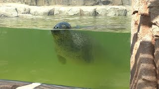 Spotted Seal (KOBE ANIMAL KINGDOM, Hyogo, Japan) July 25, 2019