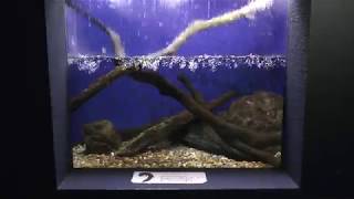 Japanese giant salamander Aquarium (Ise Meotoiwa Aquarium, Mie, Japan) Jan. 2, 2018