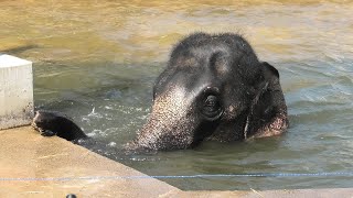 Asian elephant (Kyoto City Zoo, Kyoto, Japan) September 1, 2020