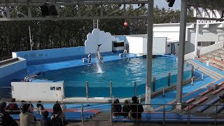 Pacific White-sided Dolphin & Bottlenose Dolphin MARINEPIA NIHONKAI, Niigata, Japan) Apr. 8, 2019