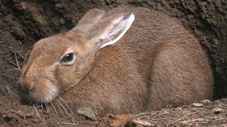 Japanese hare angustidens (Yokohama Zoological Gardens [ZOORASIA], Kanagawa, Japan) September 16, 2020