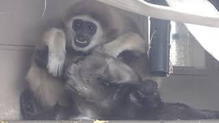 Mller's Bornean Gibbon Lar Gibbon (Japan Monkey Centre, Aichi, Japan) January 20, 2019