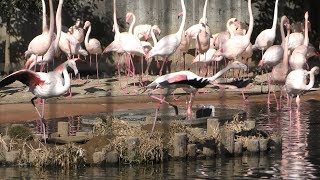 オオフラミンゴ (多摩動物公園) 2019年1月18日