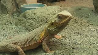 Central bearded dragon (Higashiyama Zoo and Botanical Gardens, Aichi, Japan) July 22, 2021