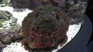Reef stonefish | The Fluctuation of Life (átoa, Hyogo, Japan) October 30, 2021
