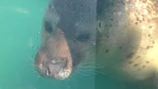 Spotted Seal (Ise Meotoiwa INTERACTIVE Aquarium Sea Paradise, Mie, Japan) January 2, 2018