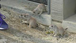 オグロプレーリードッグ の赤ちゃんたち (周南市徳山動物園) 2019年4月26日