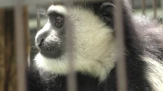 Abyssinian colobus