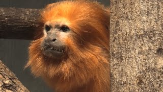 Golden lion tamarin (Hamamatsu Zoological Gardens, Shizuoka, Japan) July 25, 2021