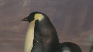 Emperor penguin (Port of Nagoya Public Aquarium, Aichi, Japan) July 23, 2021