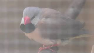 Long-tailed finch