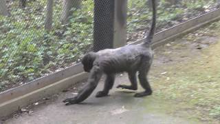 Gray woolly monkey (Yokohama Zoological Gardens 